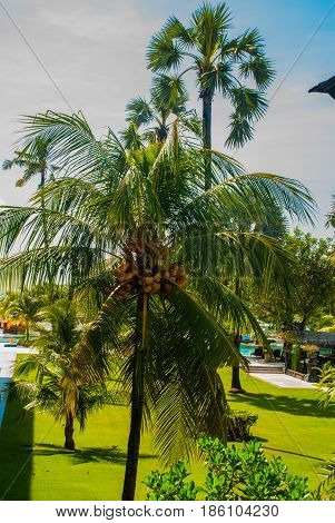 Hotel The View From The Top With Palm Trees. Bali, Indonesia, Tanjung Benoa. Nusa Dua.