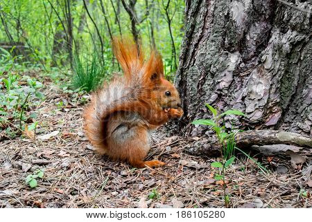 Red squirrel with nut in the forest