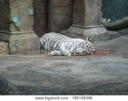 Sleeping white Bengal tiger in the zoo
