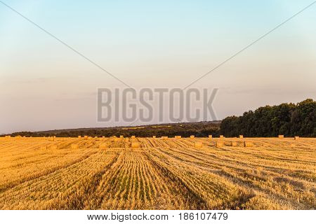 Evening summer field with straw bales. Farmland with hay rolls.