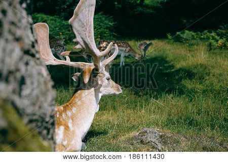 Close up of Fallow deer in Bradgate Park, Leicestershire on a sunny summer day