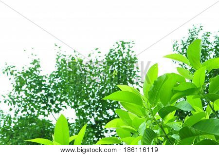 Fresh green leaves on white bavkground .