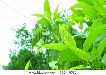 Fresh green leaves on white bavkground .