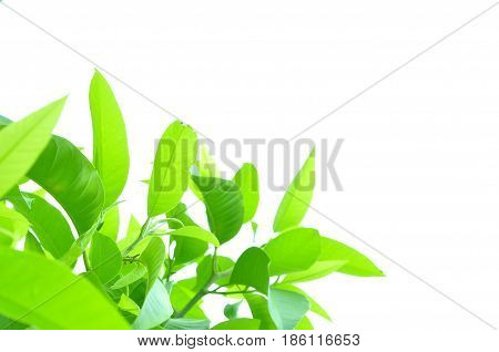 Fresh green leaves on white bavkground .