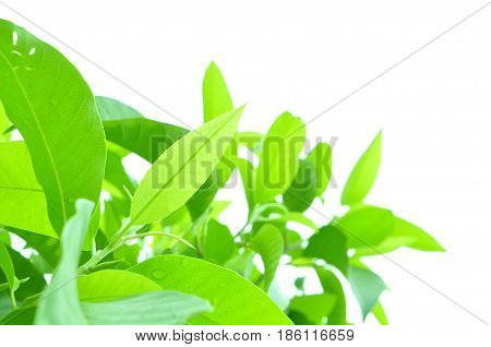 Fresh green leaves on white bavkground .
