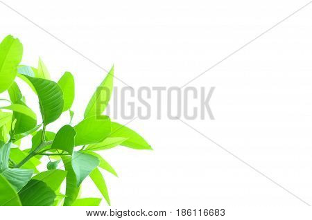 Fresh green leaves on white bavkground .