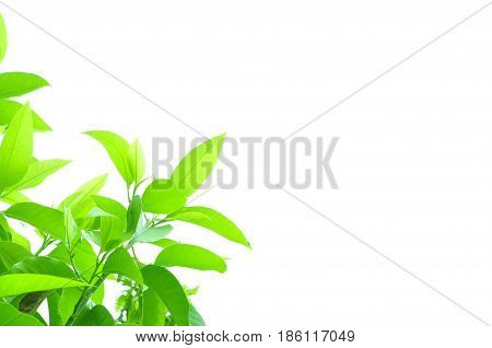 Fresh green leaves on white bavkground .