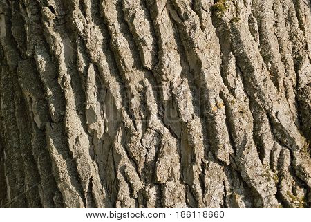 Texture of a bark of a large poplar close-up.