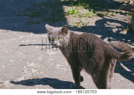 Graceful gray street cat with green eyes.