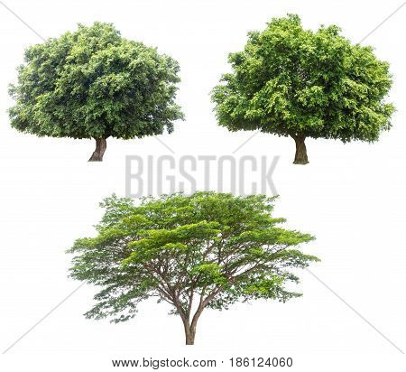 isolated tree on white backgroundcollections tree isolatedtree ojecttree on white bacgroundtree white bakground.