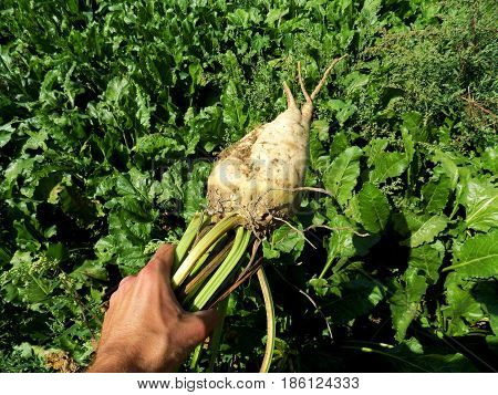 Sugar beet in farmer hand on field after harvest