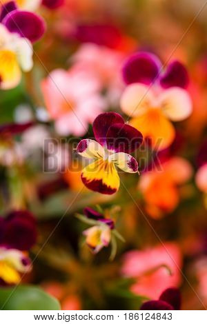 spring flowers