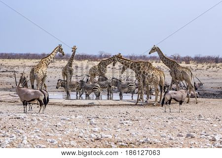 wild animals at a water hole in Namibia Africa