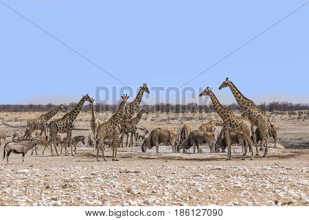 Wild Animals At A Water Hole In Namibia