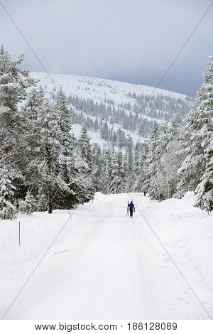 Woman on the way to skiing in a valley of Lappland.