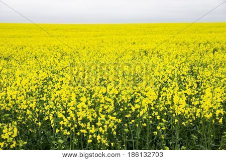 Yellow rape field and gray cloudy sky