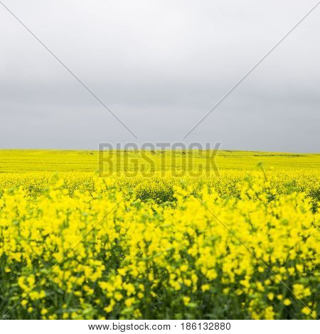 Yellow rape field and gray cloudy sky