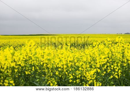 Yellow rape field and gray cloudy sky