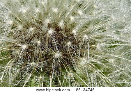 Closeup of a dangelion seed head in full bloom