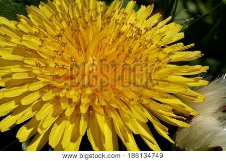 Closeup of a dandelion on a spring day
