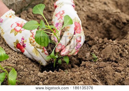 Seedling a plant in hands of the person. The green young plant of people holds in hand before landing to the soil. The gardener's hands in gloves and seedling sapling close up