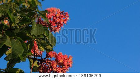 Red horse-chestnut, Aesculus carnea, hybrid Aesculus hippocastanum,