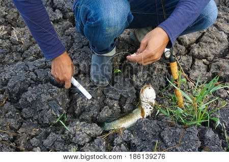 Labuan,Malaysia-May 7,2017:Fisherman holding a fresh striped snakehead fish caught by a fisherman in Labuan river,Malaysia.The snakeheads are members of the freshwater perciform fish family Channidae, native to parts of Africa and Asia.