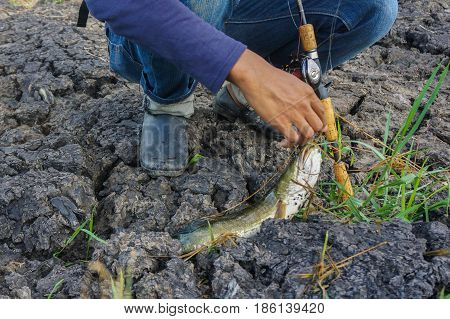 Labuan,Malaysia-May 7,2017:Fisherman holding a fresh striped snakehead fish caught by a fisherman in Labuan river,Malaysia.The snakeheads are members of the freshwater perciform fish family Channidae, native to parts of Africa and Asia.