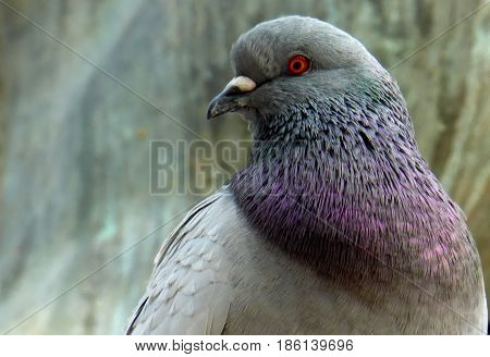 Foreground of a pigeon. Dove close up. Urban bird grey colored. Its neck has a purple and light-blue gradient colors. Feral pigeon