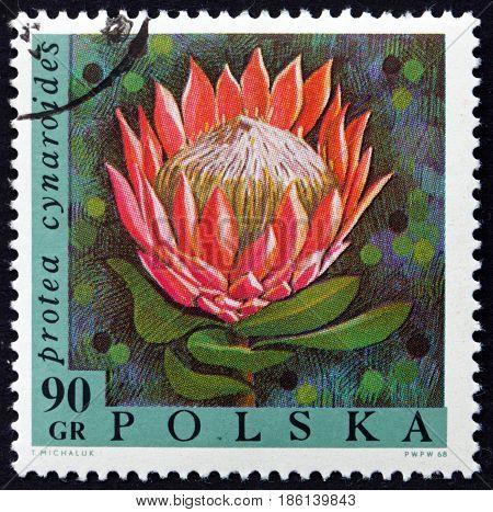 POLAND - CIRCA 1968: a stamp printed in Poland shows the King Protea Protea Cynaroides Flowering Plant circa 1968
