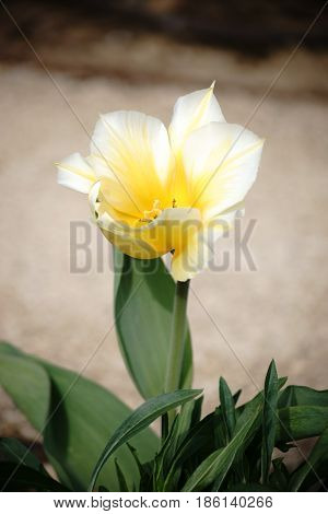 The closeup and top view of a yellow tulip Tulipa fosteriana.