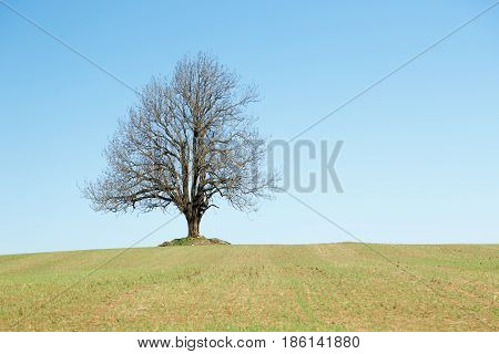 Big Lonely tree at field. Huge tree in the middle of a field.