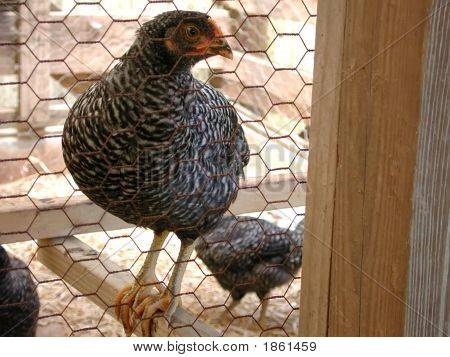 Pollo da cortile