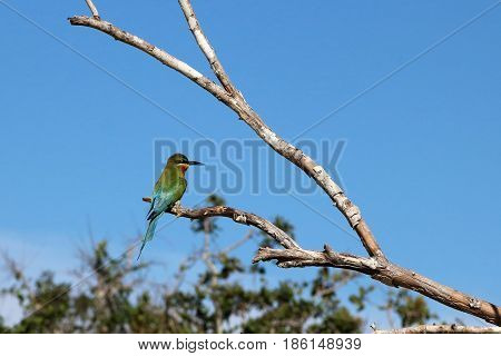 Asian bee-eater at Sri Lanka's Yala National Park