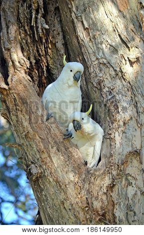 A pair of Australian Sulfur-crested Cockatoos, Cacatua galerita, perched in a hollow in a Broad Leaved Paperbark tree, Melaleuca quinquenervia, in Centennial Park, Sydney, Australia.