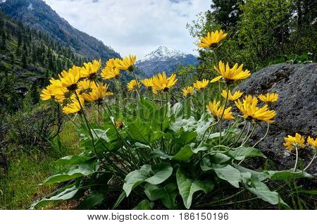 Arinca in alpine meadows. Balsamroot or sunflowers. Cascade Mountains. Leavenworth. Seattle. WA. United States.