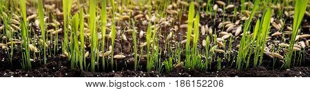 Panorama propagation by seed of cyperus zumula or cat grass on soil