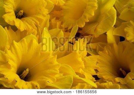 Macro shot of many big yellow dafflodils flowers