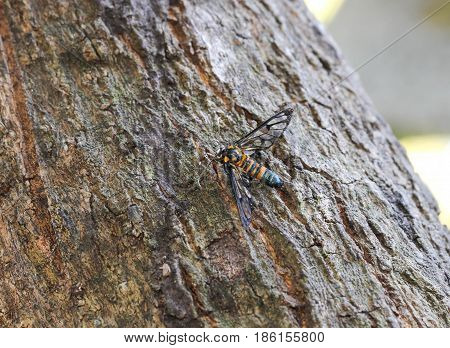 Close up of Little orange butterfly on the tree