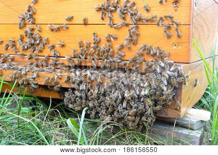 Langstroth beehive inlet with bees cluster near the ground