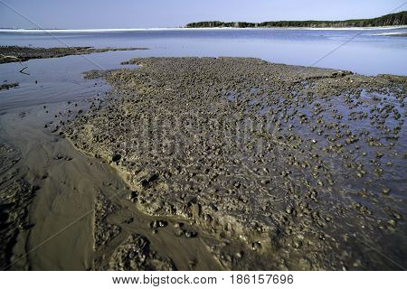 A large clump of mollusks on the shore of a melted river. Siberia, the Novosibirsk region, the sea of Ob.