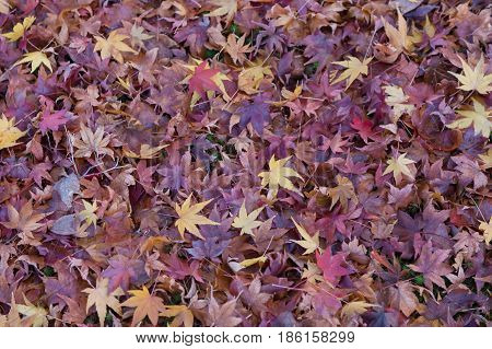 Purple dry maple leaf fallen on ground nautral landscape background