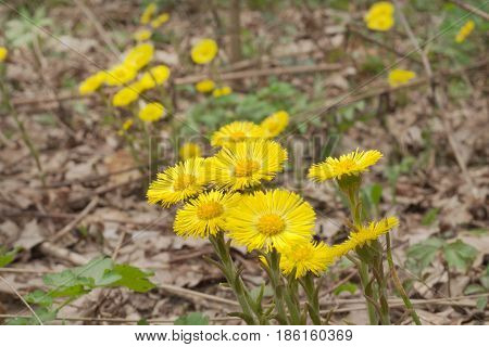 Flowers Of Coltsfoot On Leafless Stalk. Yellow Spring Primroses