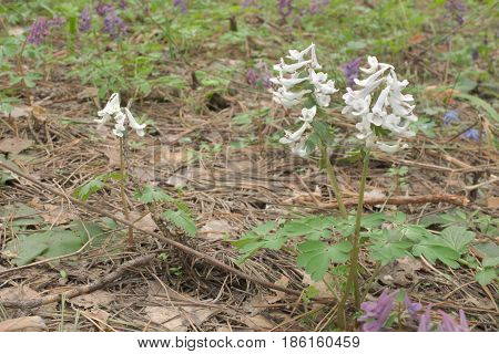 White Flowers Corydalis Dense On The Meadow Among The Pink Fumewort. Three Plants