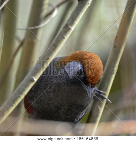 Beautiful Red Tailed Laughing Thrush Bird Trochalopteron Milner Perched In Tree In Spring Sunlight
