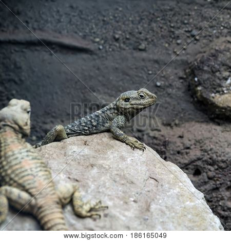 Beautiful Painted Dragon Reptile Stellagama Stellio Brachydactyla On Rock