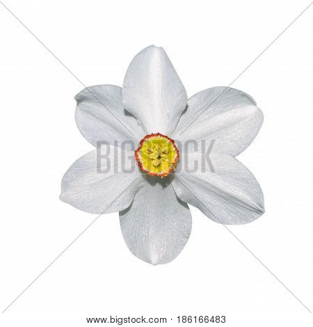 Flowers narcissus isolated on white background nature macro photo