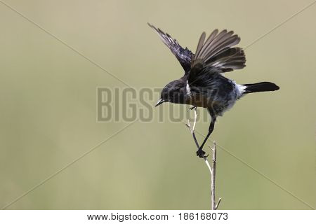 Common stone chat sit on a twig on a lovely soft brown background
