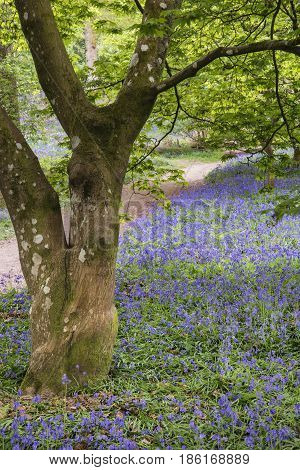 Stunning Vibrant Landscape Image Of Blubell Woods In English Countryside In Spring