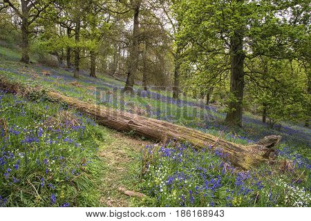 Stunning Vibrant Landscape Image Of Blubell Woods In English Countryside In Spring